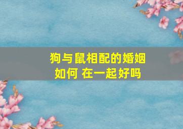 狗与鼠相配的婚姻如何 在一起好吗